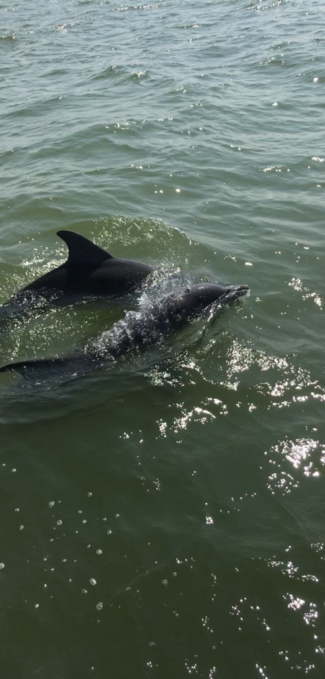 Dolphins in the bay