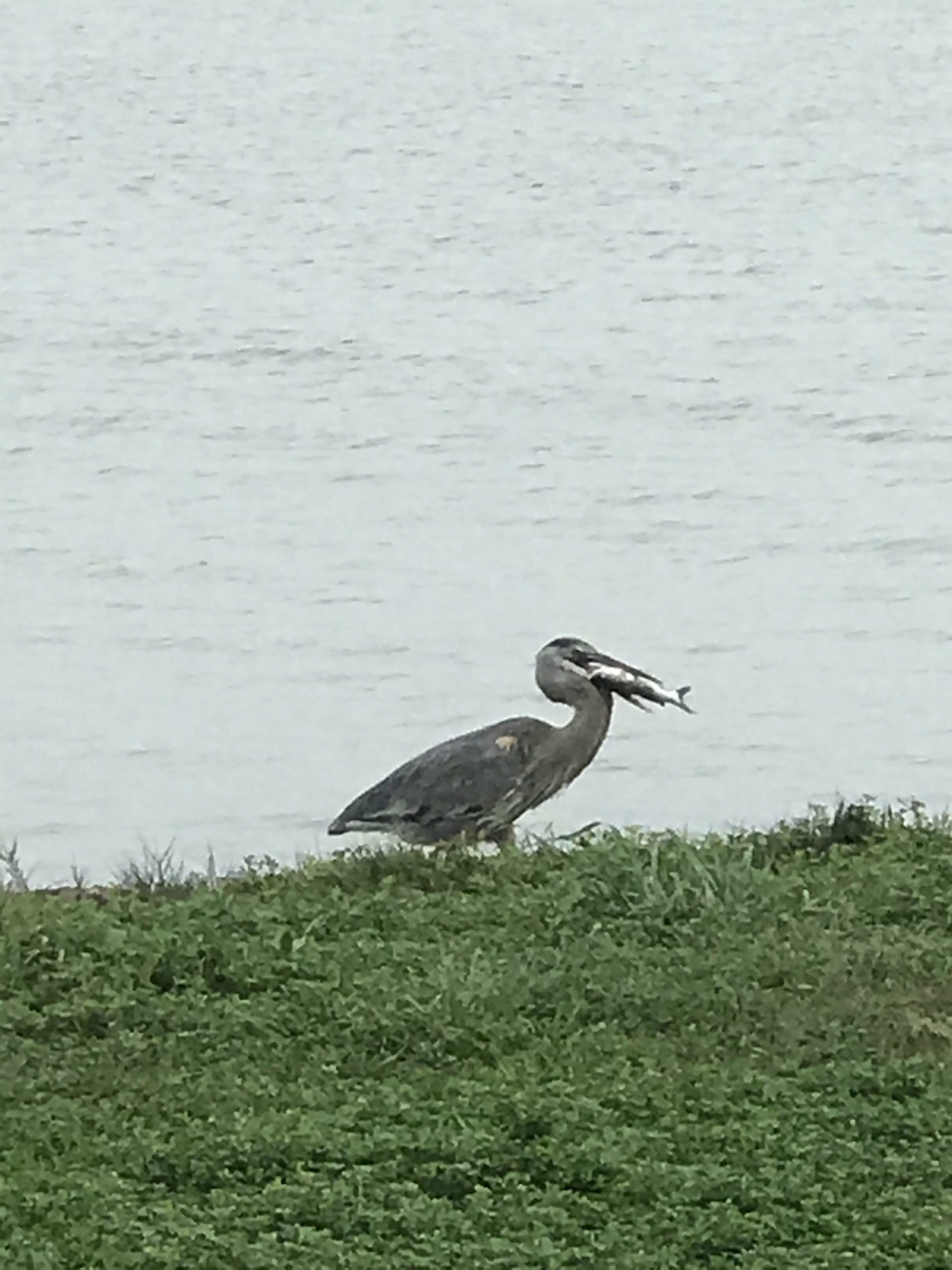 Great Blue Heron with Gafftopsail Catfish