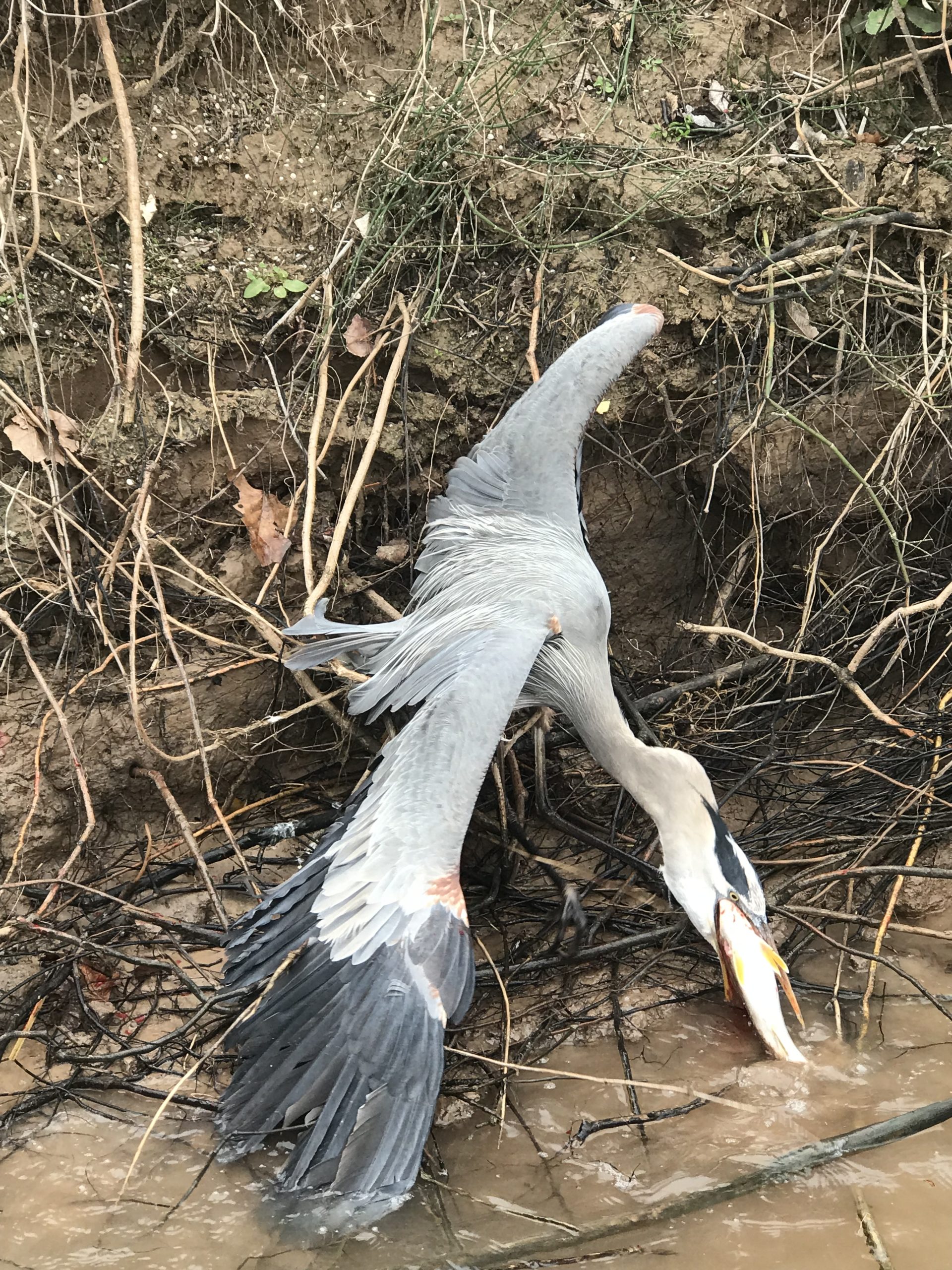 Great Blue Heron with Snook