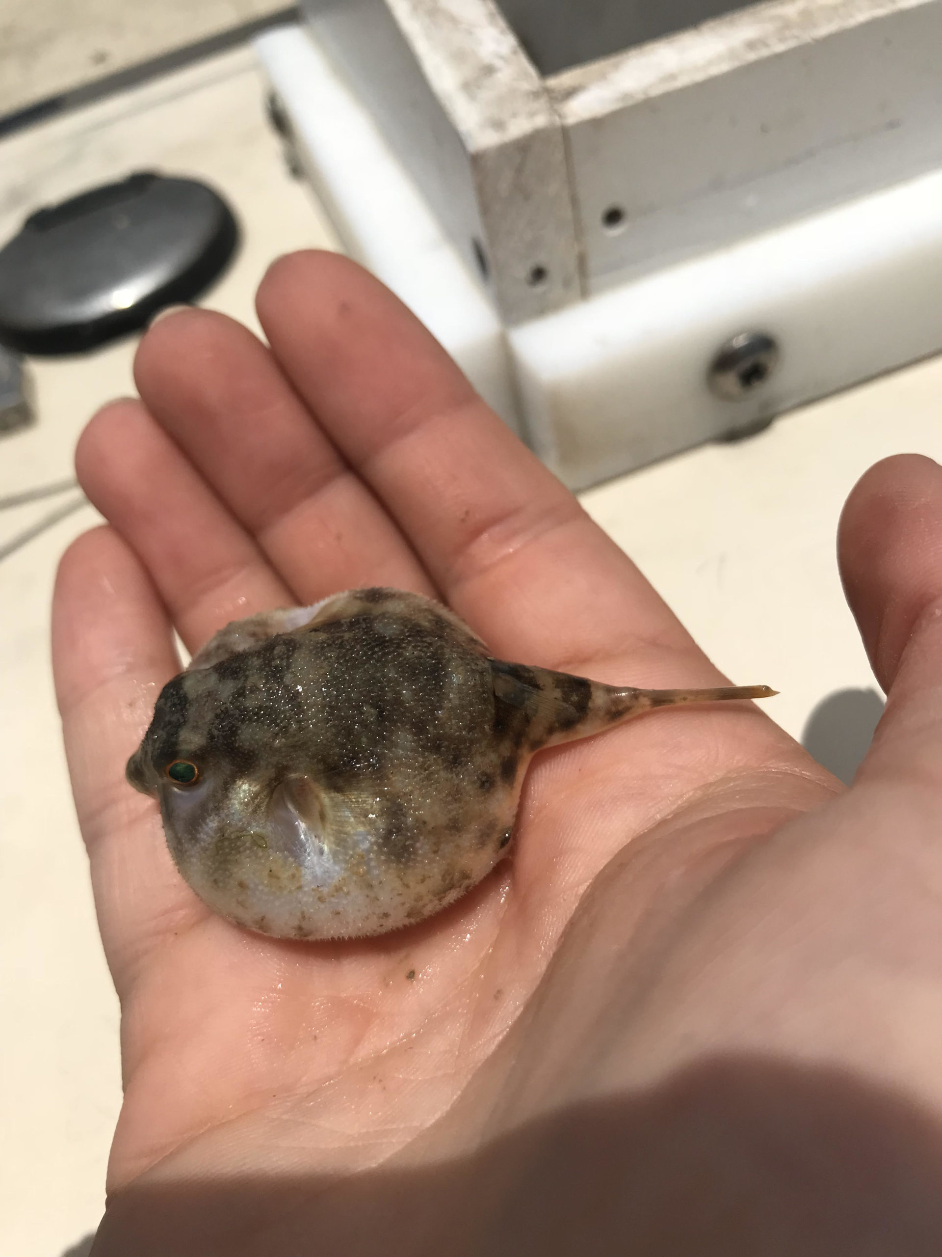 Least Pufferfish
