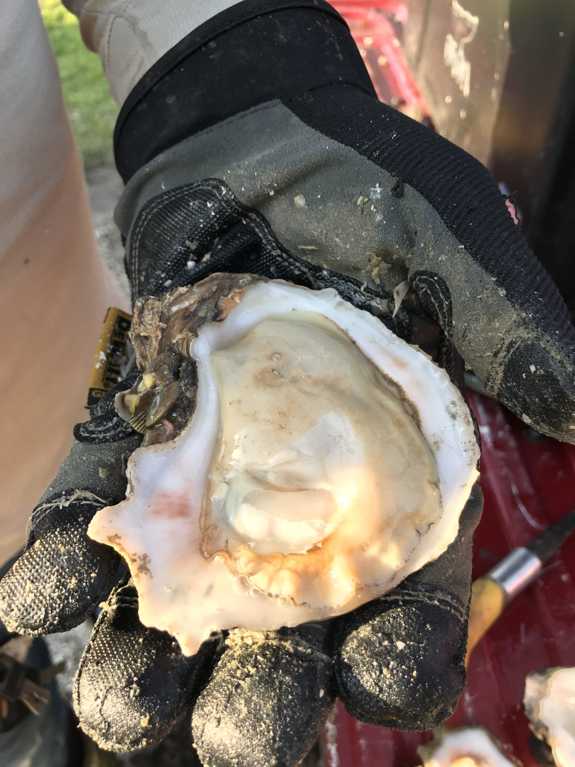 Shucked Eastern Oyster